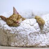orange cat sleeping on white bed
