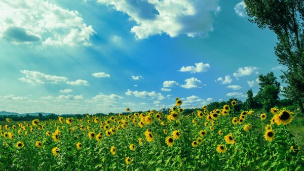 yellow sunflower field under blue and white sky