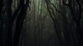trees on a dark forest