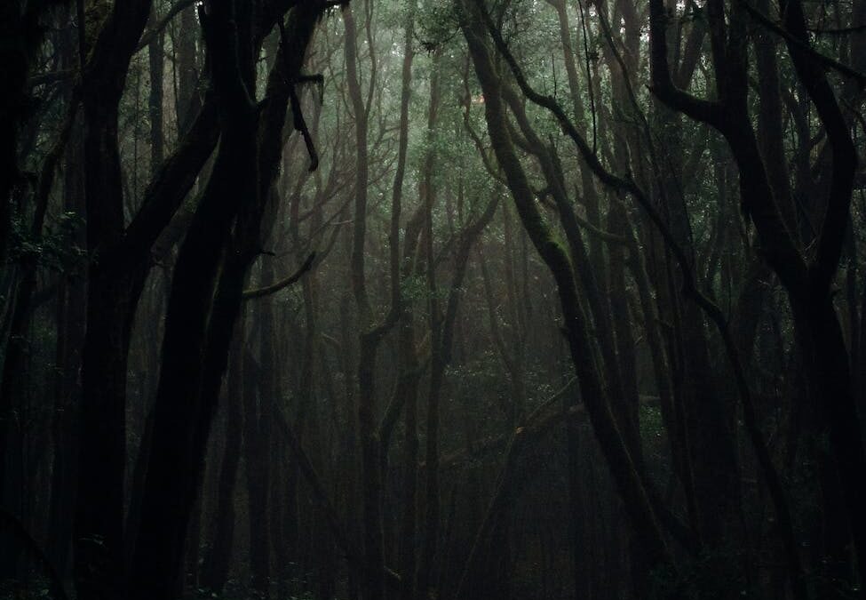 trees on a dark forest