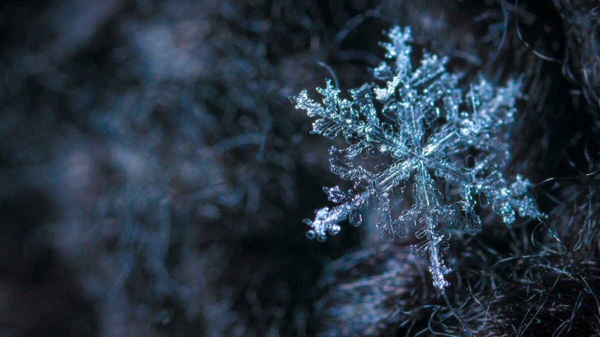 close up photography of snowflake