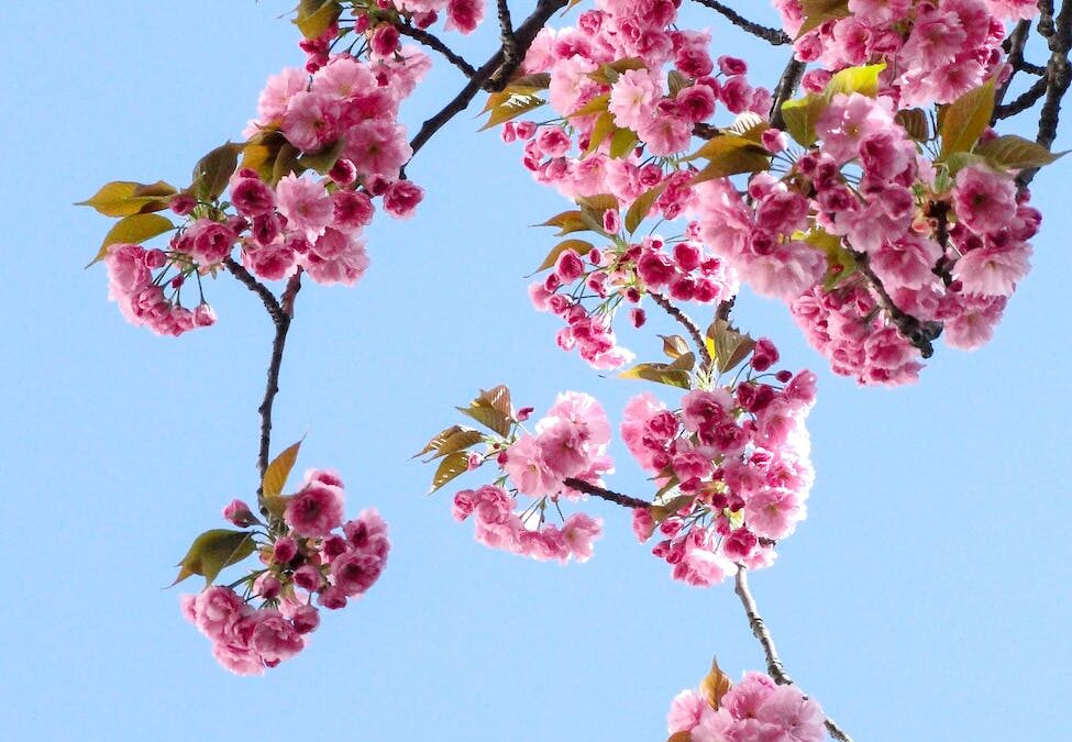 low angle view of pink flowers against blue sky