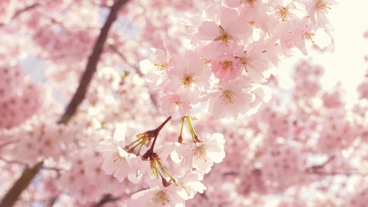 selective focus photography of pink cherry blossom flowers