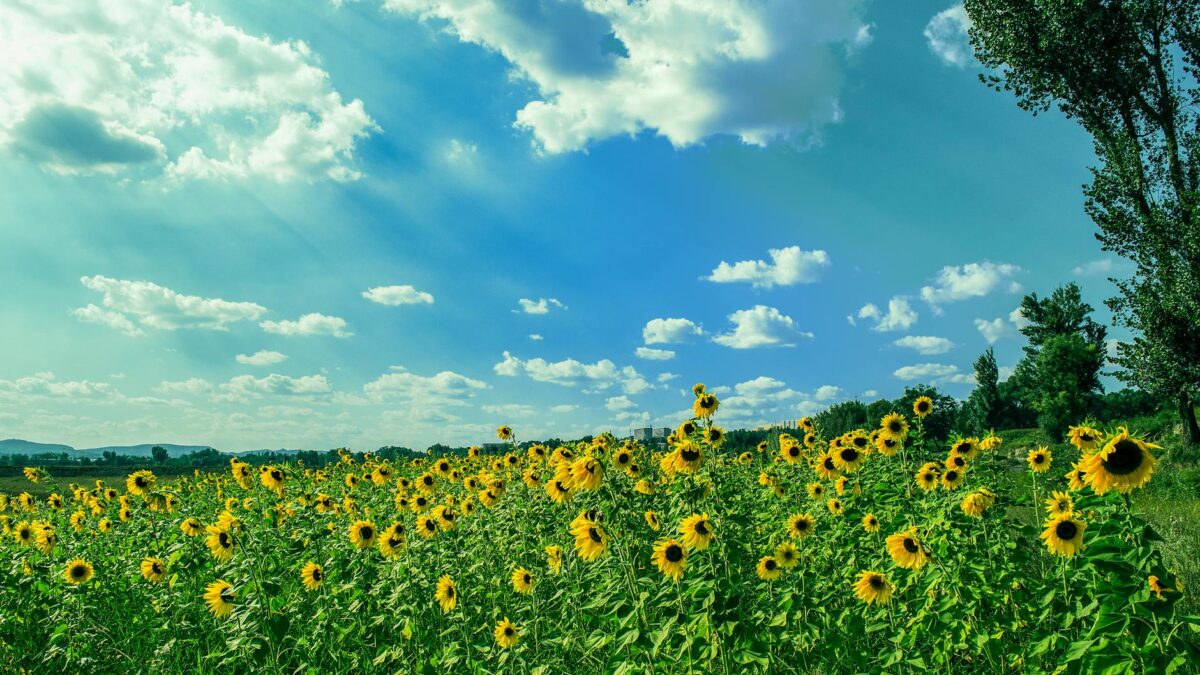 yellow sunflower field under blue and white sky