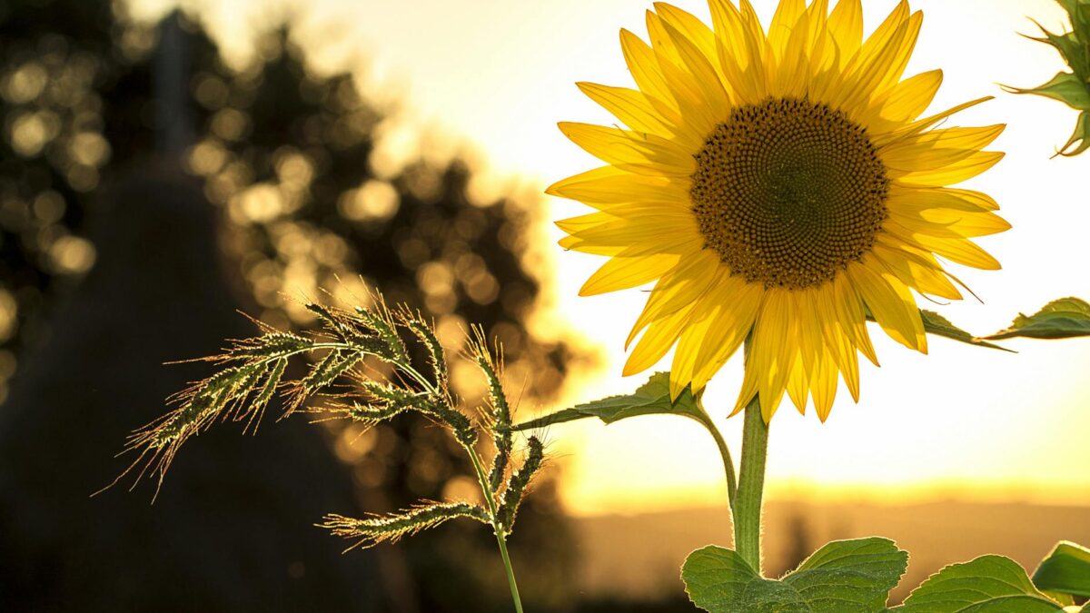 sunflower during sunset