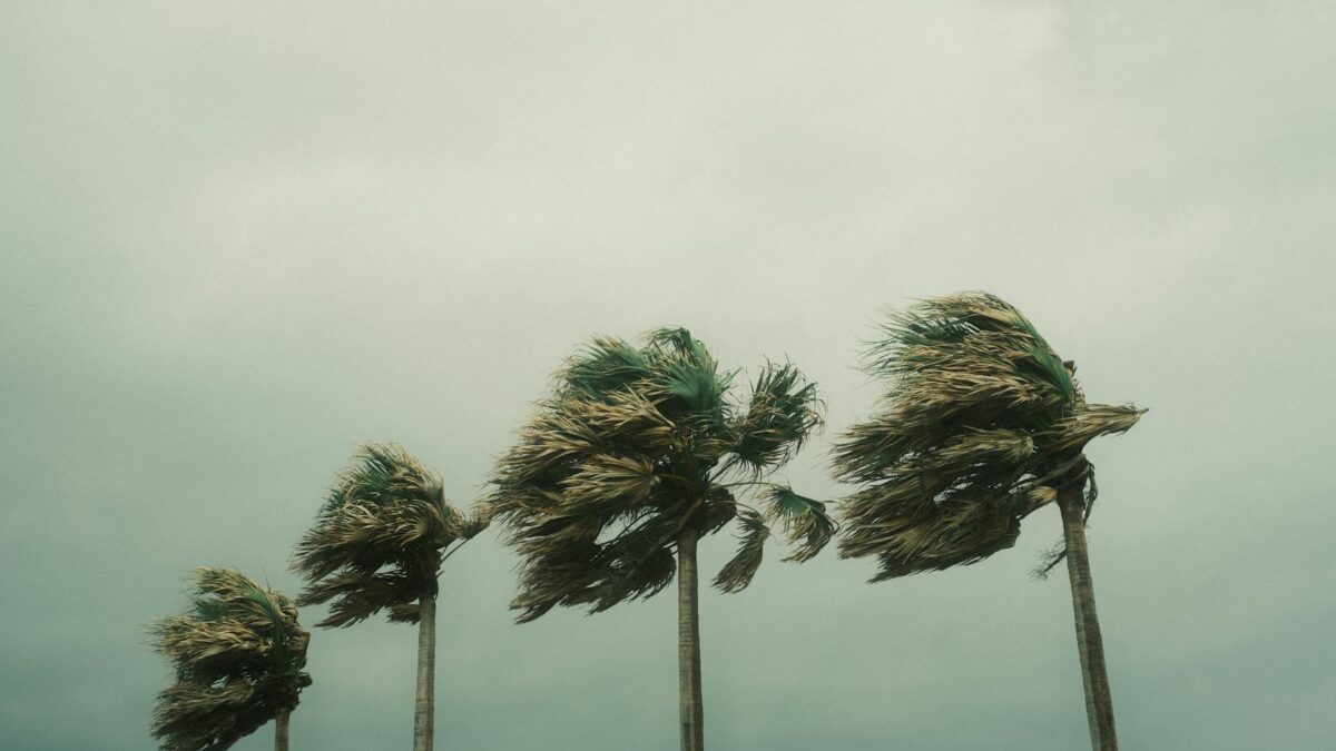 palm trees during a hurricane