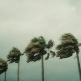 palm trees during a hurricane