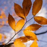 autumn leaves on thin twigs of branch