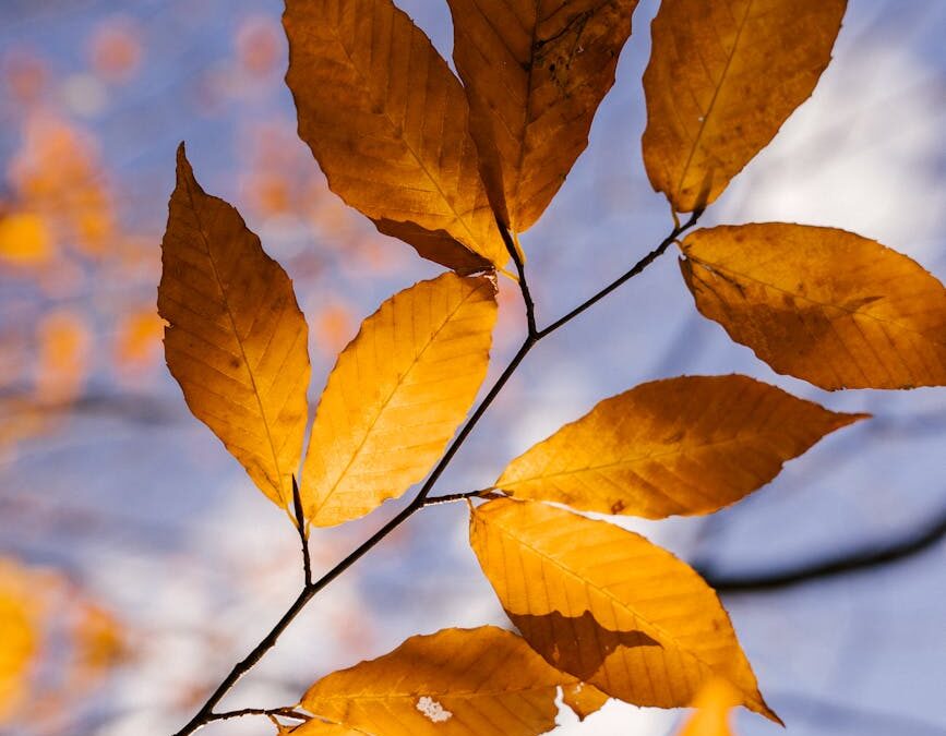 autumn leaves on thin twigs of branch