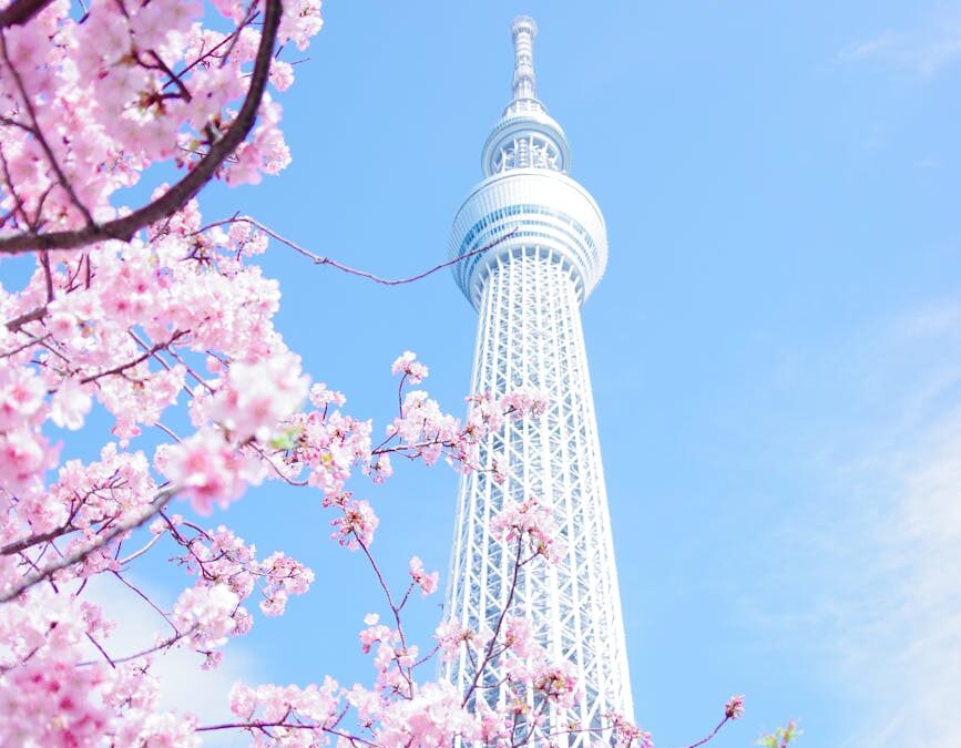 pink cherry blossom tree under blue sky